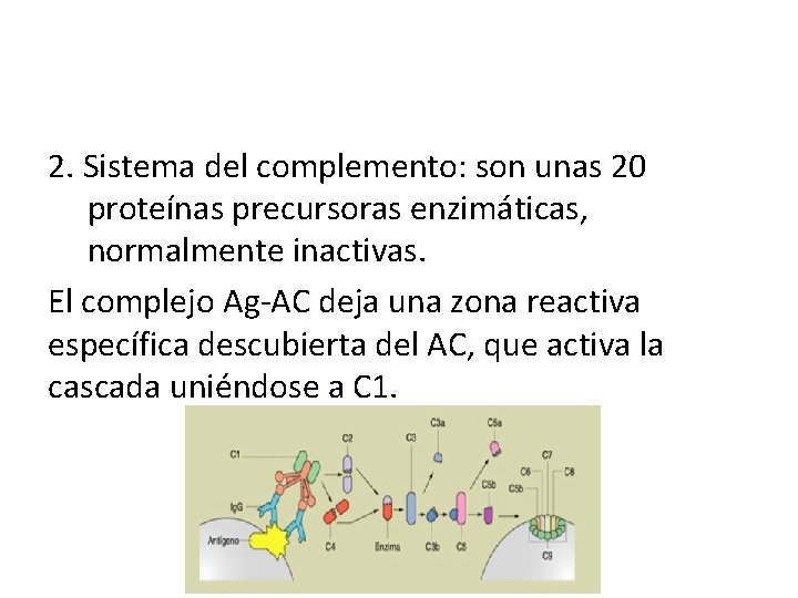 2. Sistema del complemento: son unas 20 proteínas precursoras enzimáticas, normalmente inactivas. El complejo