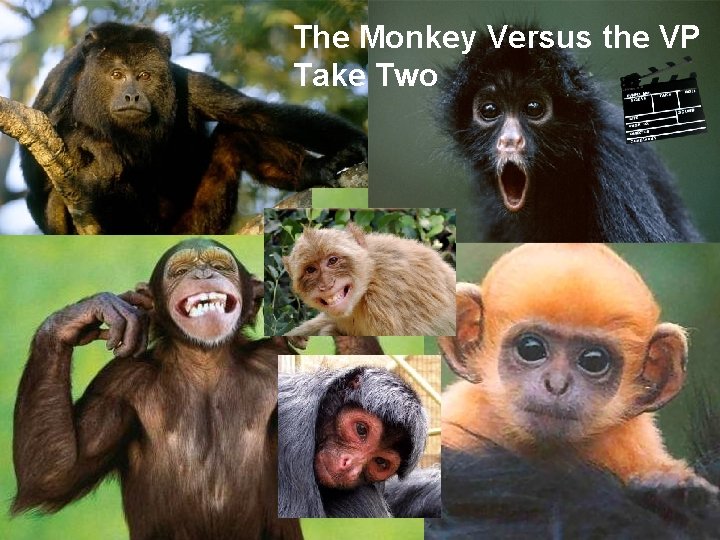 The Monkey Versus the VP Take Two 