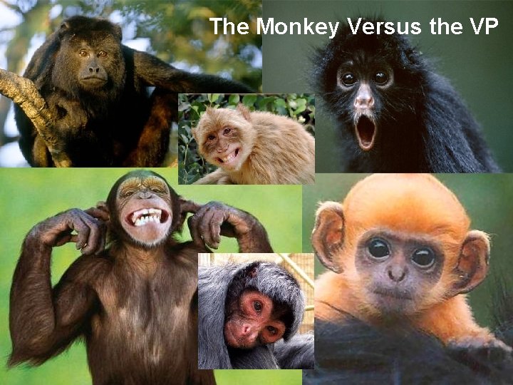 The Monkey Versus the VP 