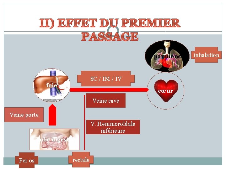 II) EFFET DU PREMIER PASSAGE poumons SC / IM / IV foie cœur Veine