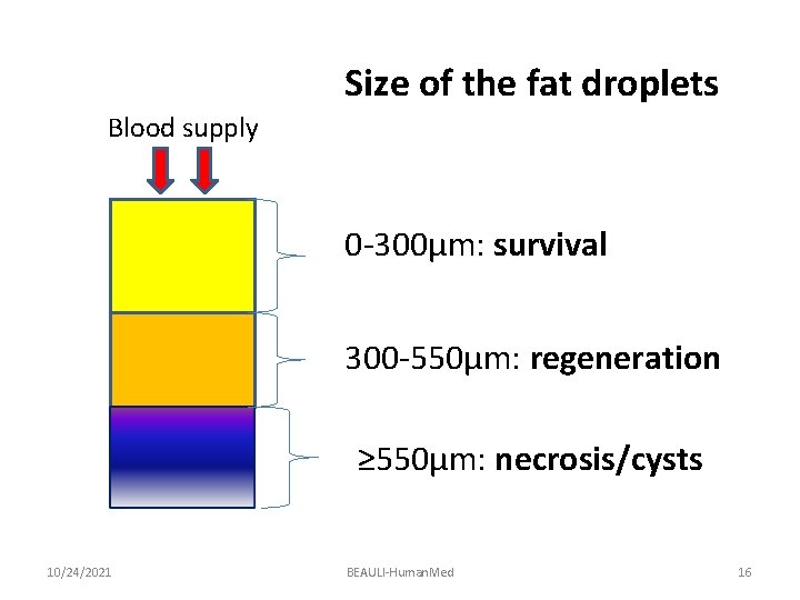 Size of the fat droplets Blood supply 0 -300µm: survival 300 -550µm: regeneration ≥