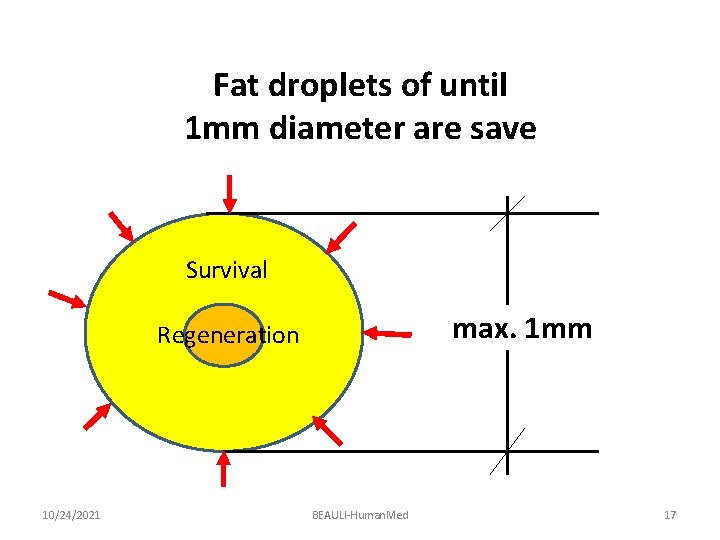 Fat droplets of until 1 mm diameter are save Survival max. 1 mm Regeneration