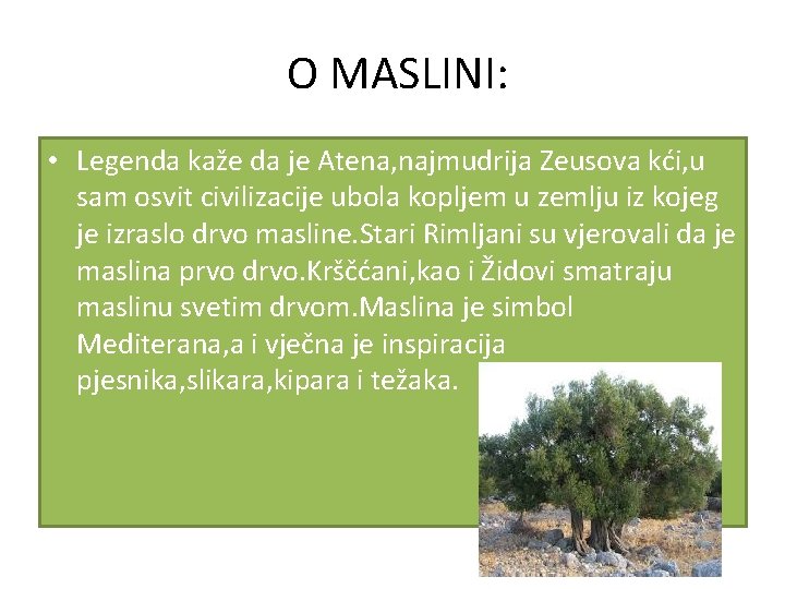 O MASLINI: • Legenda kaže da je Atena, najmudrija Zeusova kći, u sam osvit