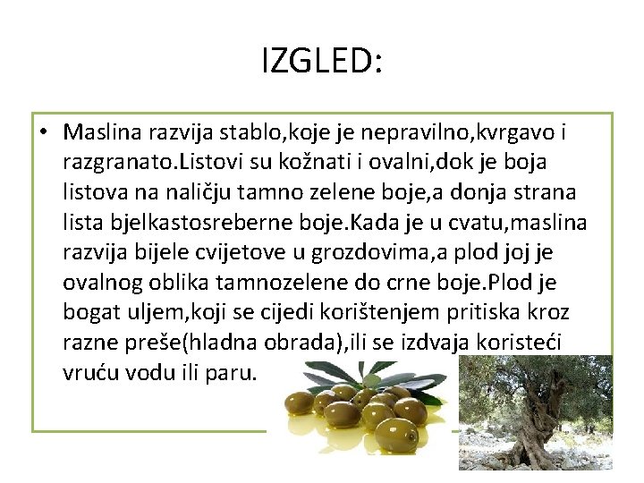 IZGLED: • Maslina razvija stablo, koje je nepravilno, kvrgavo i razgranato. Listovi su kožnati