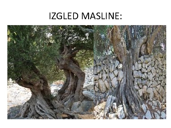 IZGLED MASLINE: 