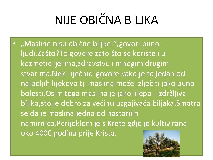 NIJE OBIČNA BILJKA • „Masline nisu obične biljke!”, govori puno ljudi. Zašto? To govore