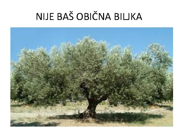 NIJE BAŠ OBIČNA BILJKA 