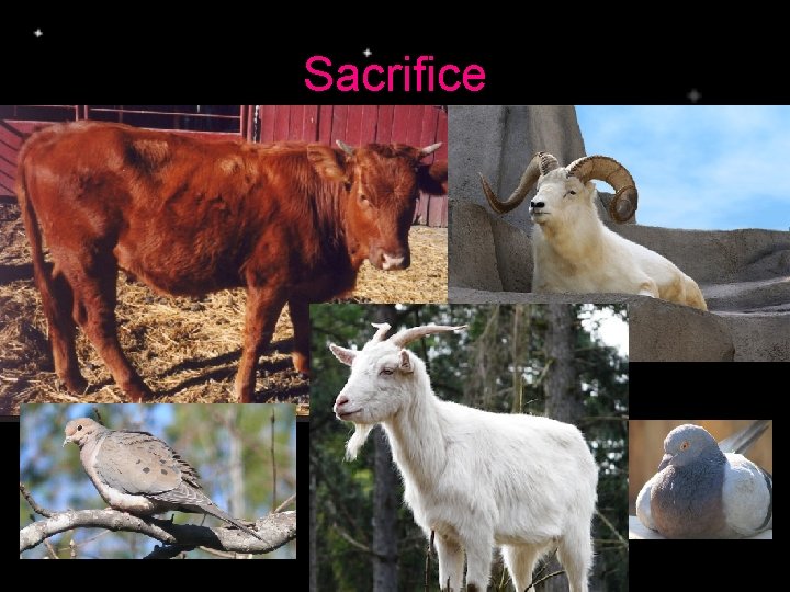 Sacrifice 