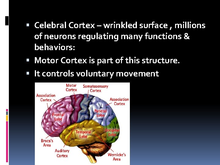  Celebral Cortex – wrinkled surface , millions of neurons regulating many functions &