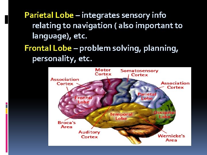 Parietal Lobe – integrates sensory info relating to navigation ( also important to language),