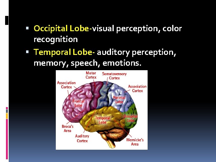  Occipital Lobe-visual perception, color recognition Temporal Lobe- auditory perception, memory, speech, emotions. 