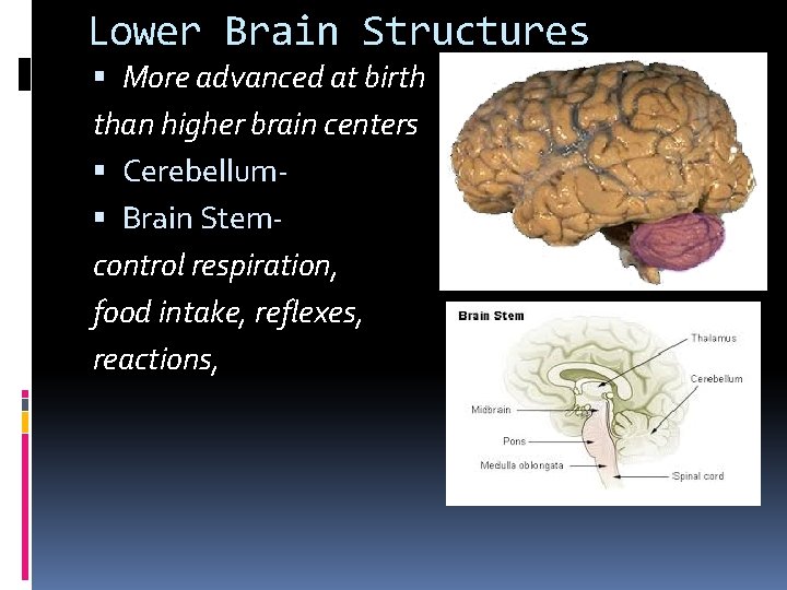 Lower Brain Structures More advanced at birth than higher brain centers Cerebellum Brain Stemcontrol