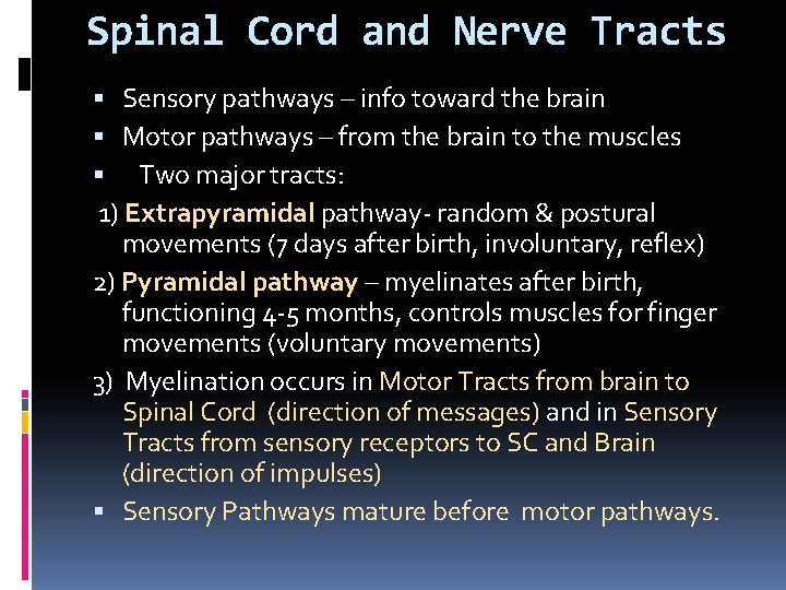 Spinal Cord and Nerve Tracts Sensory pathways – info toward the brain Motor pathways