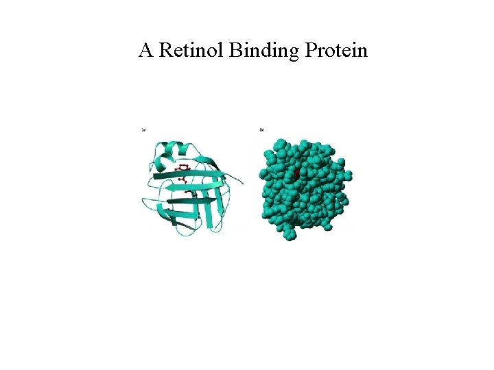 A Retinol Binding Protein 