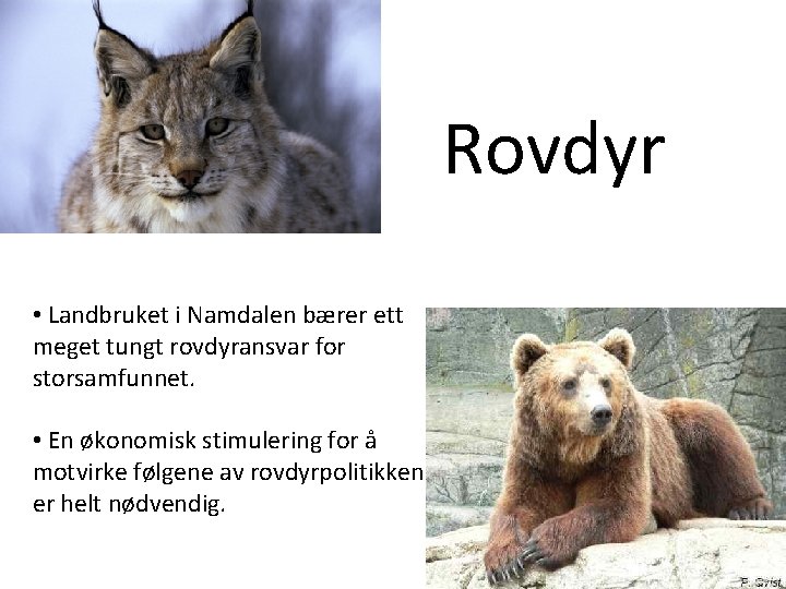 Rovdyr • Landbruket i Namdalen bærer ett meget tungt rovdyransvar for storsamfunnet. • En