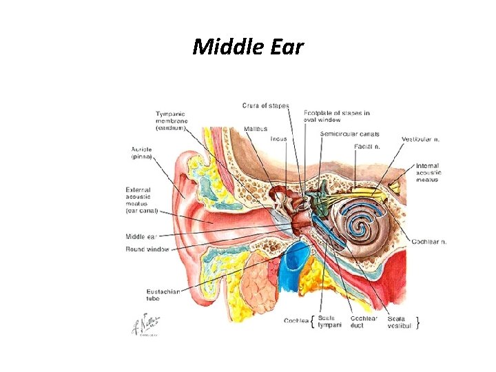 Middle Ear 