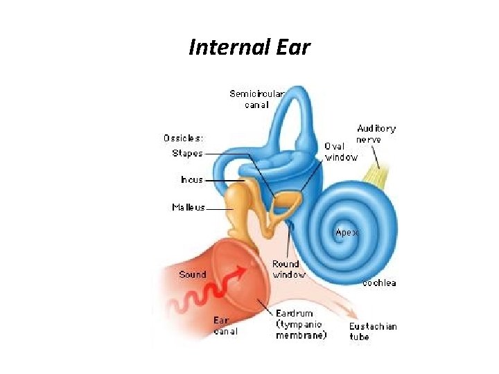 Internal Ear 