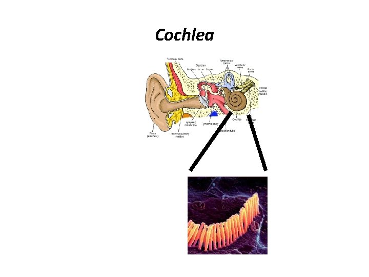 Cochlea 