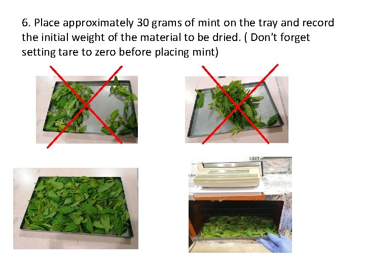 6. Place approximately 30 grams of mint on the tray and record the initial