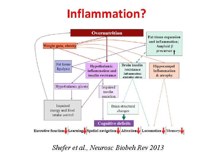 Inflammation? Shefer et al. , Neurosc Biobeh Rev 2013 