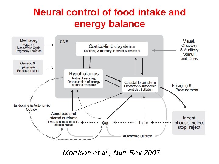 Neural control of food intake and energy balance Morrison et al. , Nutr Rev