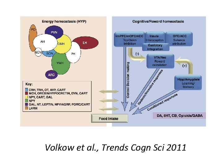 Volkow et al. , Trends Cogn Sci 2011 