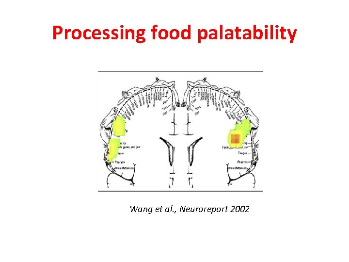 Processing food palatability Wang et al. , Neuroreport 2002 