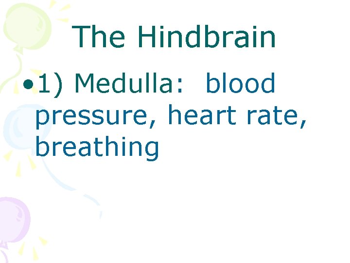 The Hindbrain • 1) Medulla: blood pressure, heart rate, breathing 