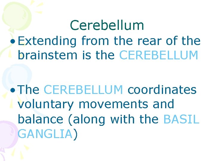 Cerebellum • Extending from the rear of the brainstem is the CEREBELLUM • The