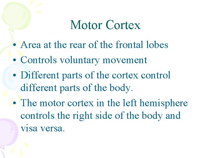 Motor Cortex • Area at the rear of the frontal lobes • Controls voluntary