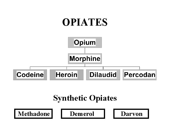 OPIATES Synthetic Opiates Methadone Demerol Darvon 