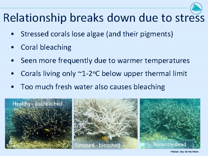 Relationship breaks down due to stress • Stressed corals lose algae (and their pigments)