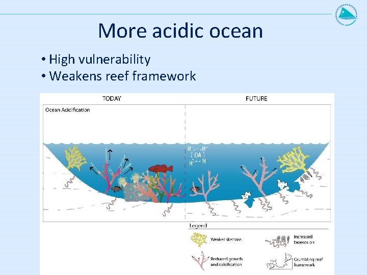 More acidic ocean • High vulnerability • Weakens reef framework 