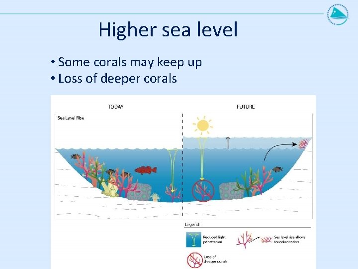 Higher sea level • Some corals may keep up • Loss of deeper corals