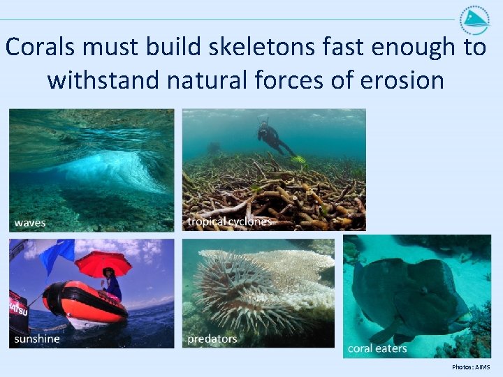 Corals must build skeletons fast enough to withstand natural forces of erosion Photos: AIMS