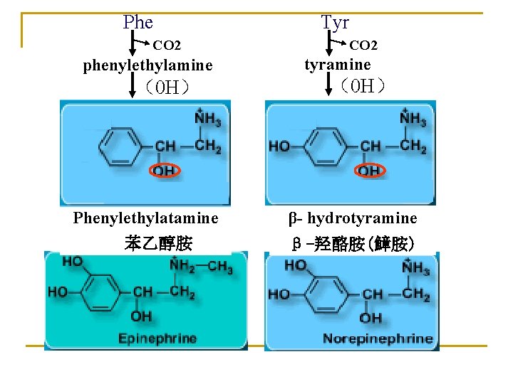Phe CO 2 phenylethylamine （0 H） Phenylethylatamine 苯乙醇胺 Tyr CO 2 tyramine （0 H）