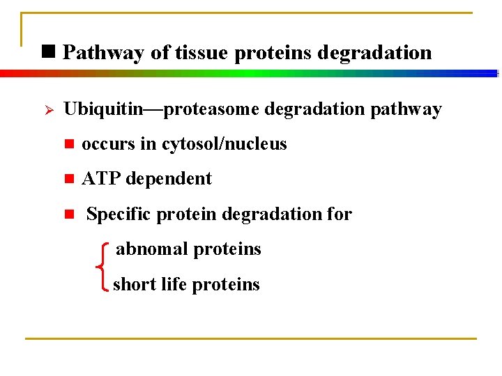 n Pathway of tissue proteins degradation Ø Ubiquitin—proteasome degradation pathway n occurs in cytosol/nucleus