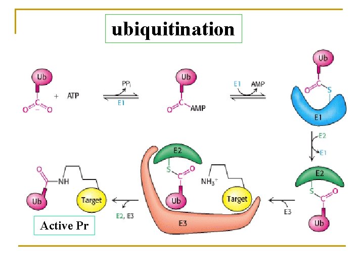 ubiquitination Active Pr 