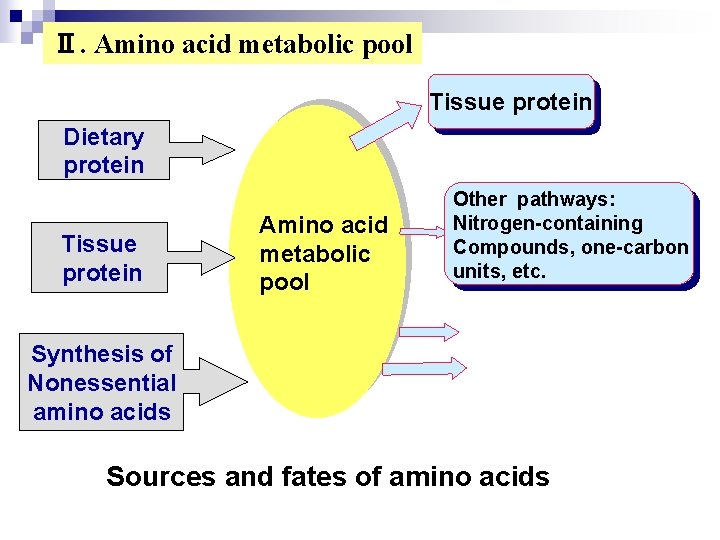 Ⅱ. Amino acid metabolic pool Tissue protein Dietary protein Tissue protein Amino acid metabolic