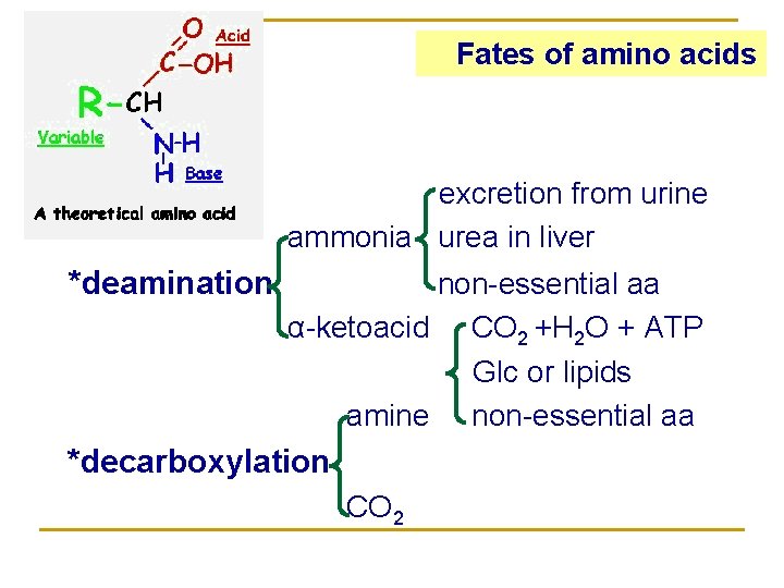 Fates of amino acids excretion from urine ammonia urea in liver *deamination non-essential aa
