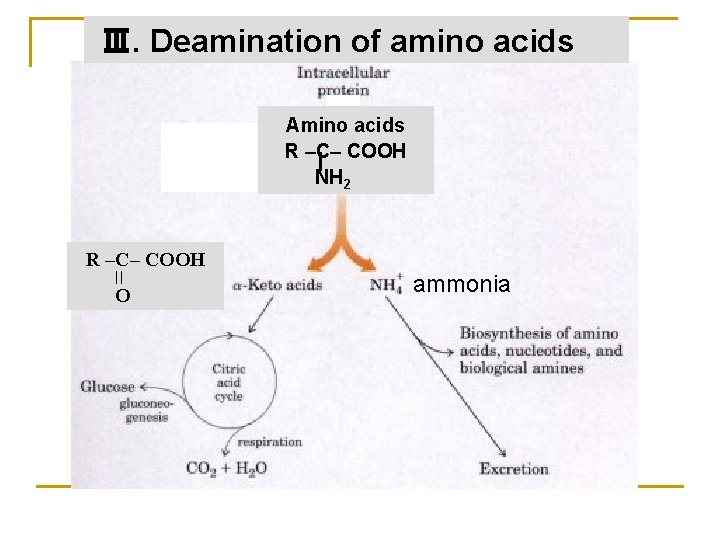 Ⅲ. Deamination of amino acids Amino acids R –C– COOH NH 2 R –C–