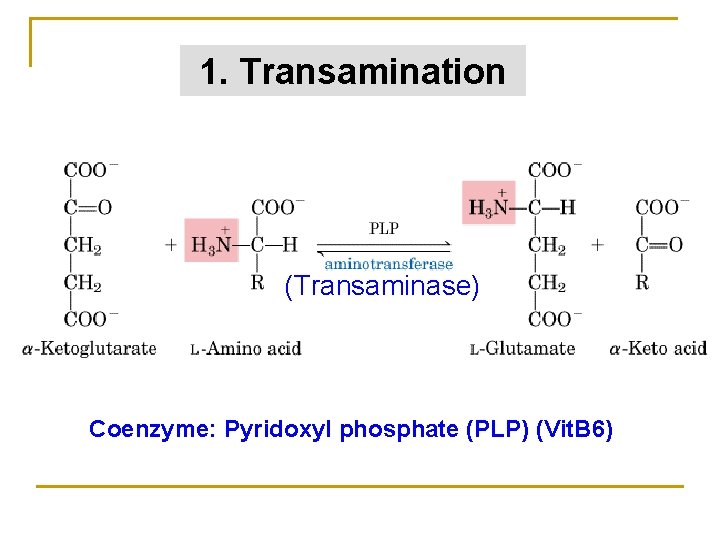 1. Transamination (Transaminase) Coenzyme: Pyridoxyl phosphate (PLP) (Vit. B 6) 