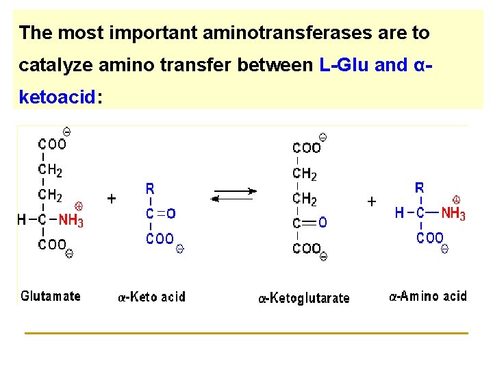 The most important aminotransferases are to catalyze amino transfer between L-Glu and αketoacid: 