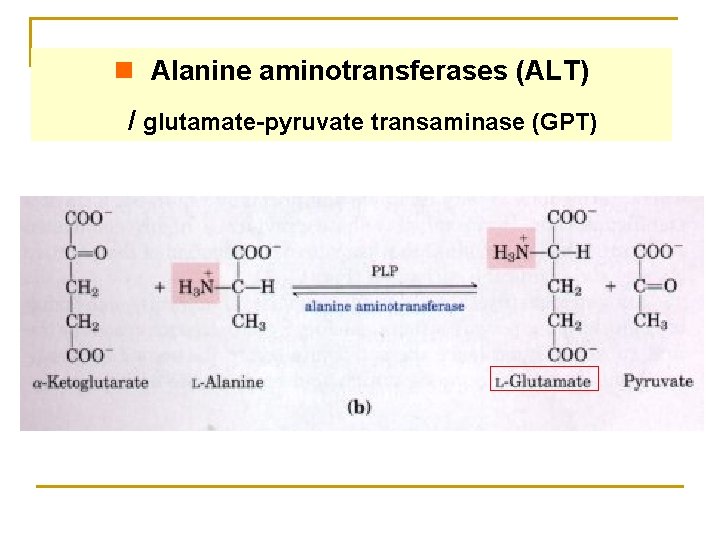 n Alanine aminotransferases (ALT) / glutamate-pyruvate transaminase (GPT) 