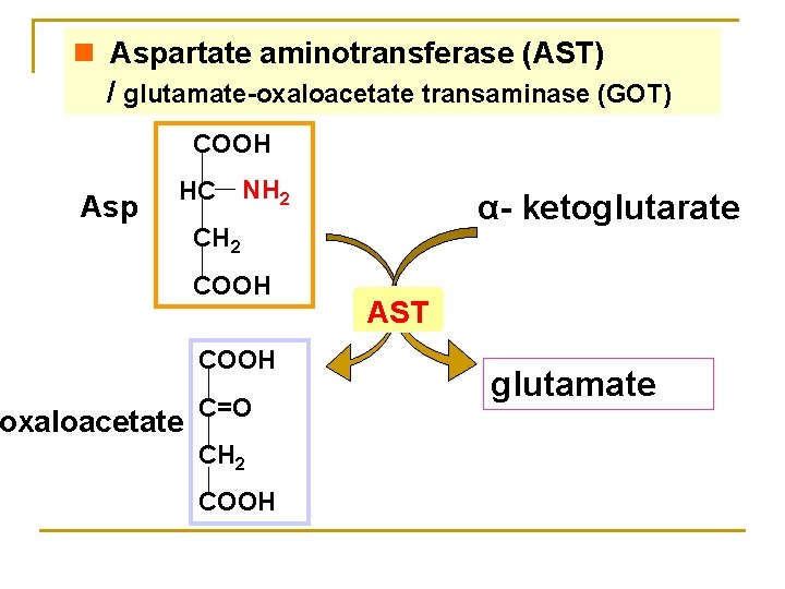 n Aspartate aminotransferase (AST) / glutamate-oxaloacetate transaminase (GOT) COOH Asp HC oxaloacetate NH 2