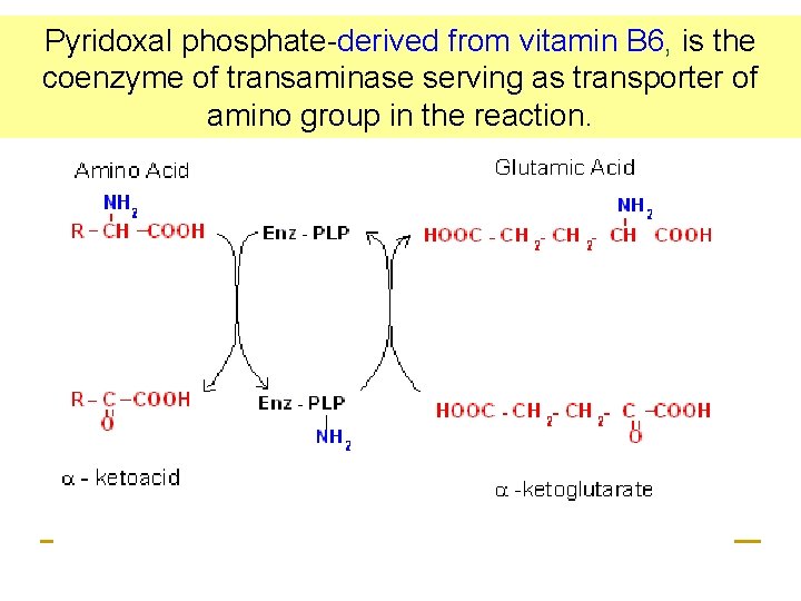 Pyridoxal phosphate-derived from vitamin B 6, is their coenzyme of transaminase serving as transporter