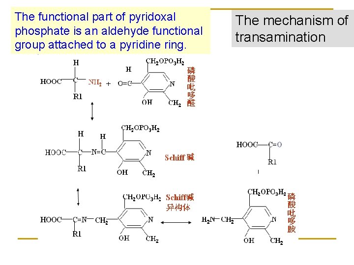 The functional part of pyridoxal phosphate is an aldehyde functional group attached to a