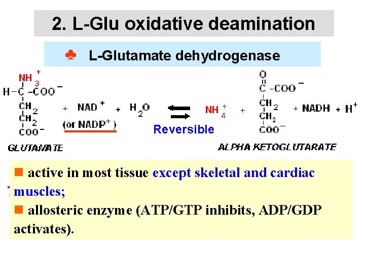 2. L-Glu oxidative deamination ♣ L-Glutamate dehydrogenase Reversible n active in most tissue except