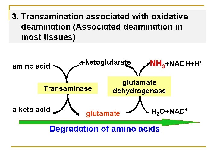 3. Transamination associated with oxidative deamination (Associated deamination in most tissues) amino acid a-ketoglutarate