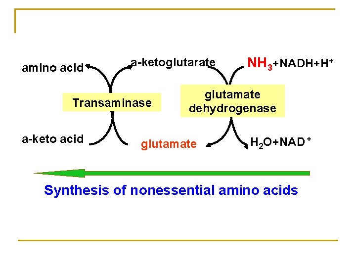 amino acid a-ketoglutarate Transaminase a-keto acid NH 3+NADH+H+ glutamate dehydrogenase glutamate H 2 O+NAD